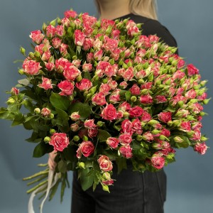 25 кустовых бело-малиновых роз Файрворкс 60 см