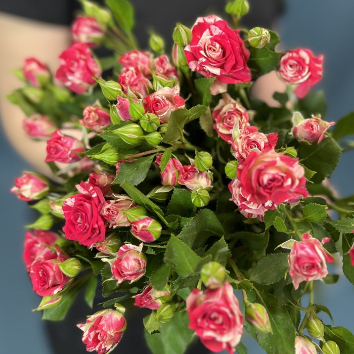 5 кустовых бело-малиновых роз Файрворкс 60 см