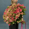 51 кустовая бело-малиновая роза Файрворкс 60 см