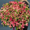 51 кустовая бело-малиновая роза Файрворкс 60 см