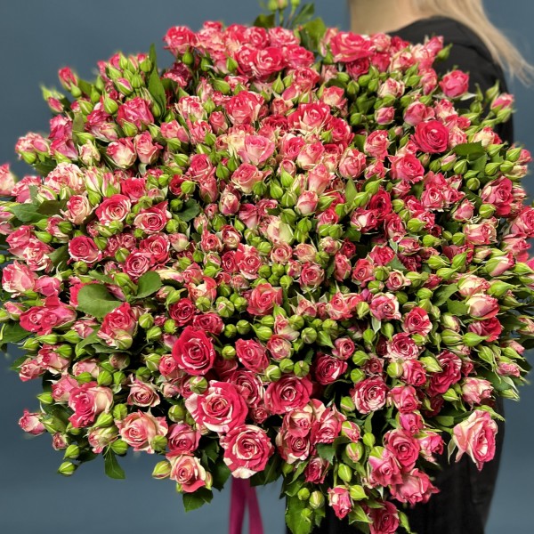 51 кустовая малиново-белая роза Файрворкс 70 см