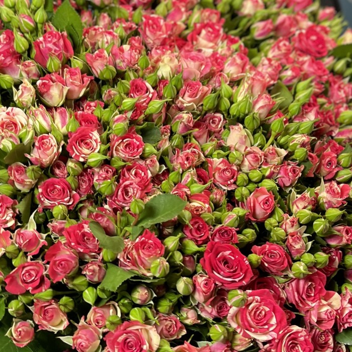 51 кустовая малиново-белая роза Файрворкс 70 см