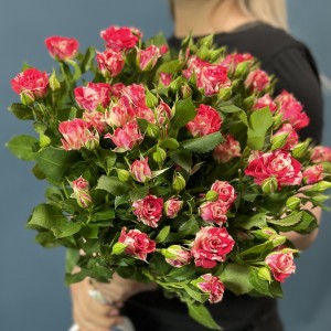 7 кустовых малиново-белых роз Файрворкс 70 см 7 кустовых малиново-белых роз Файрворкс 70 см