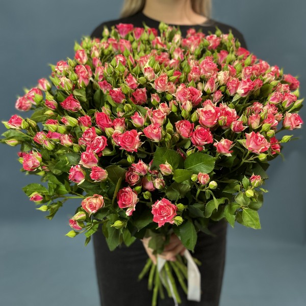 Кустовая бело-малиновая роза Файрворкс 60 см