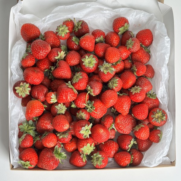 Клубника в коробке 1500гр