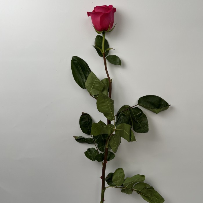 Роза 80 см малиновая Пинк Флоид