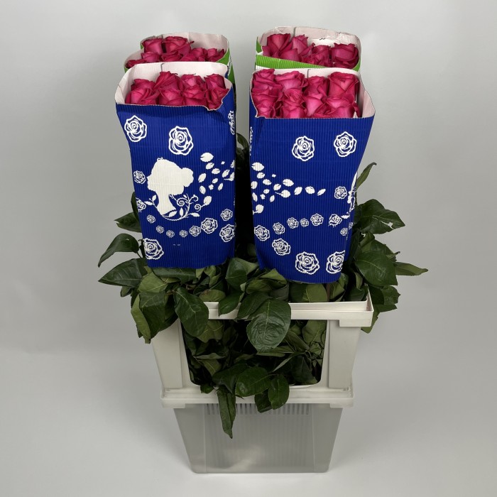 Роза 80 см малиновая Пинк Флоид