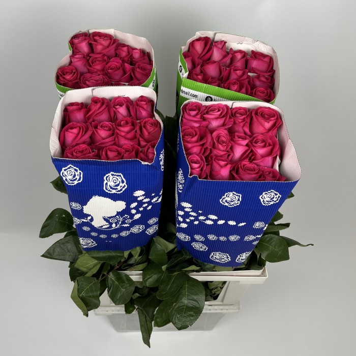 Роза 80 см малиновая Пинк Флоид