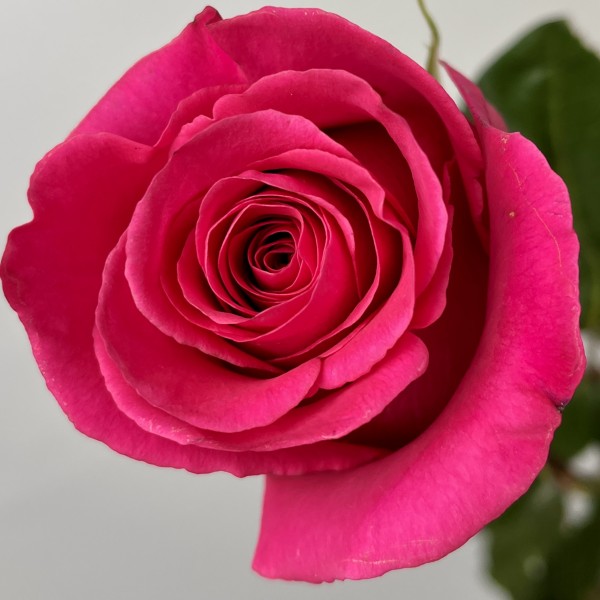 Роза 80 см малиновая Пинк Флоид