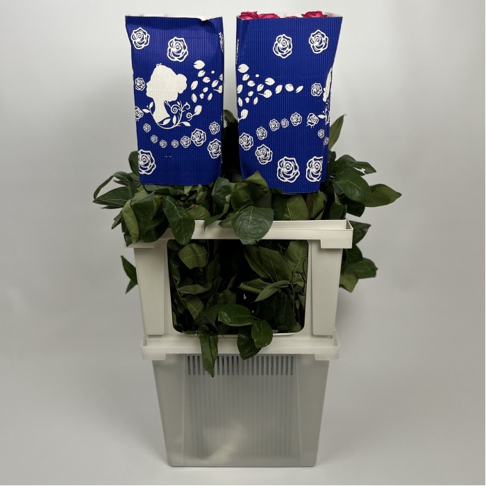 Роза 80 см малиновая Пинк Флоид