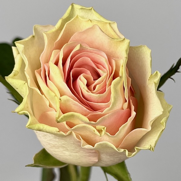 Роза 40 см Топ - Гир