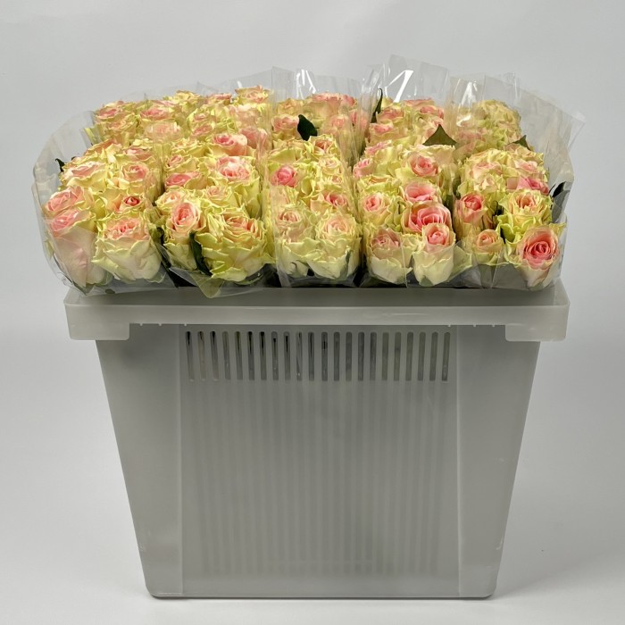 Роза 40 см Топ - Гир