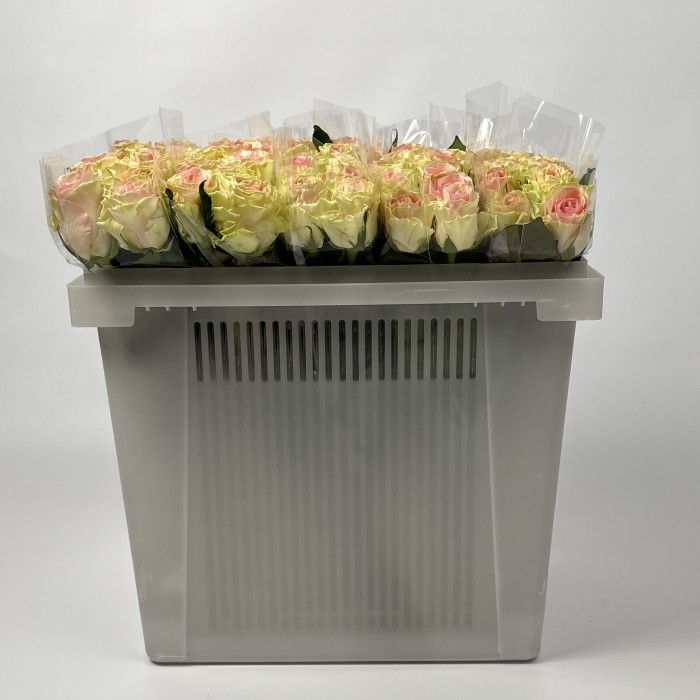 Роза 40 см Топ - Гир