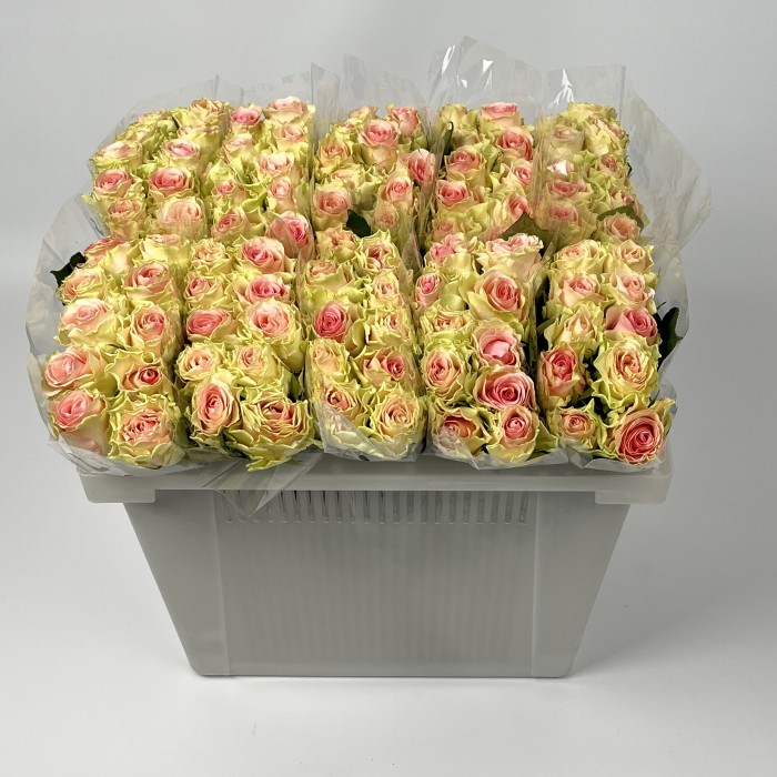 Роза 40 см Топ - Гир