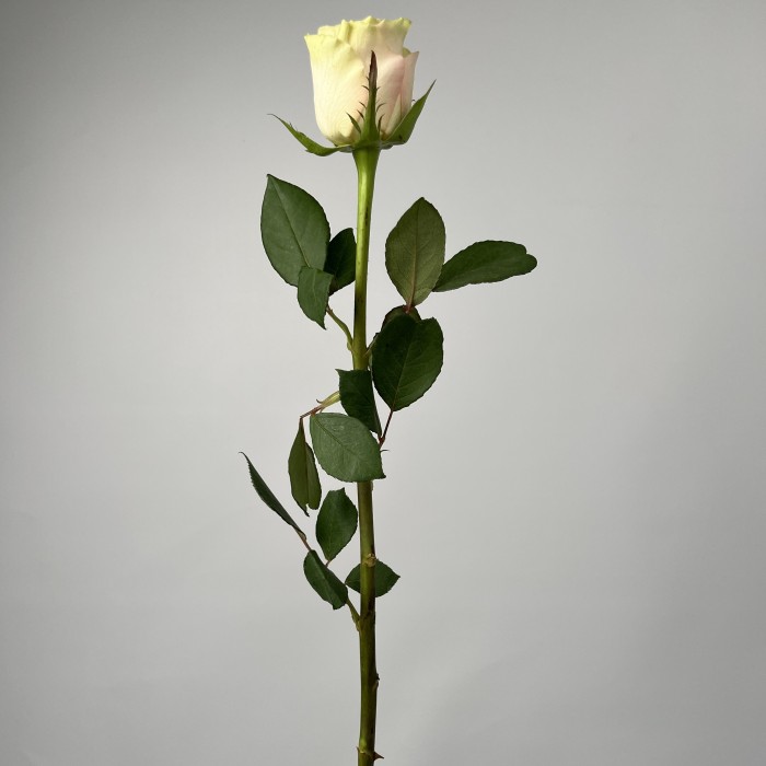 Роза 40 см Топ - Гир