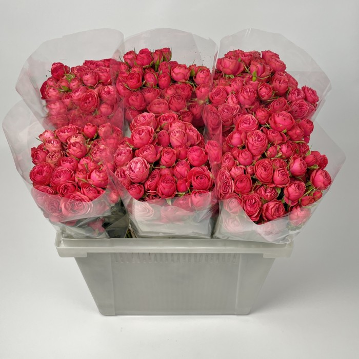 Роза 50 см кустовая пионовидная Малиновая Гранд Трендсеттер