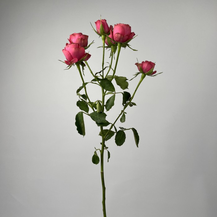 Роза 50 см кустовая пионовидная Малиновая Гранд Трендсеттер