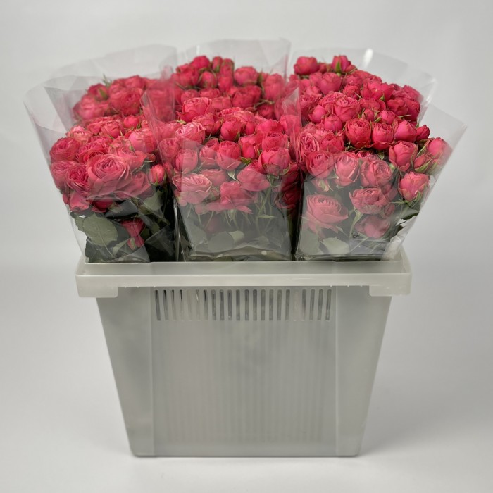 Роза 50 см кустовая пионовидная Малиновая Гранд Трендсеттер