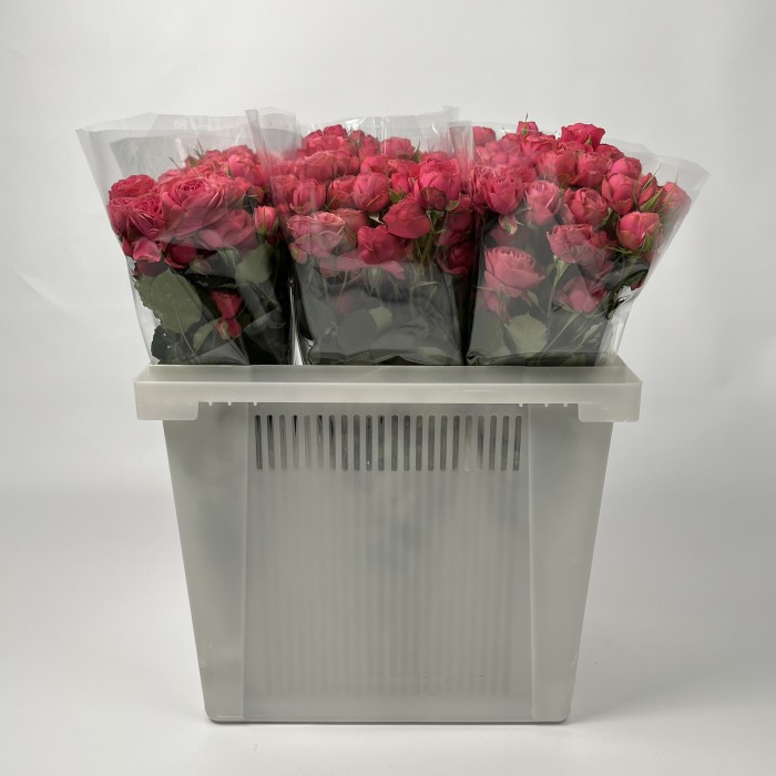 Роза 50 см кустовая пионовидная Малиновая Гранд Трендсеттер