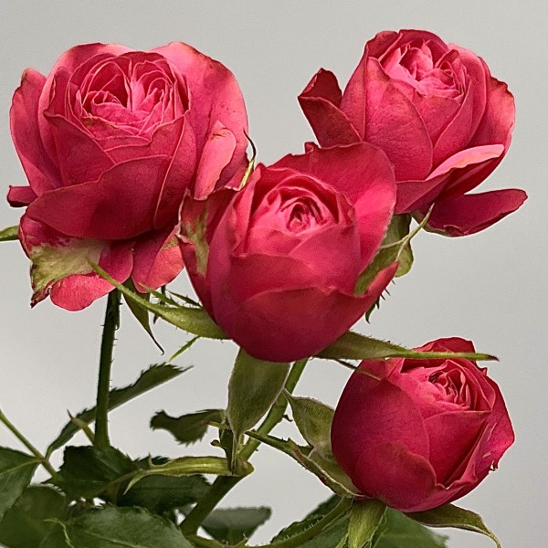 Роза 50 см кустовая пионовидная Малиновая Гранд Трендсеттер