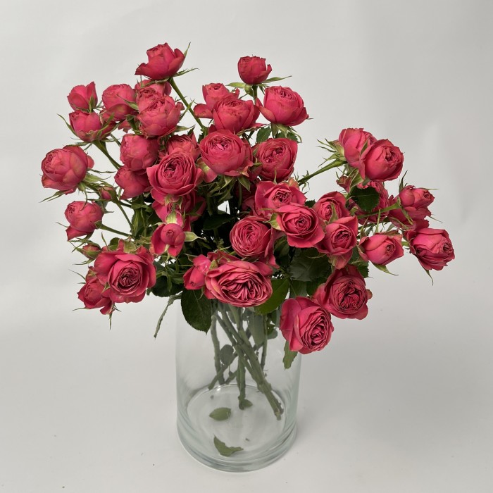 Роза 50 см кустовая пионовидная Малиновая Гранд Трендсеттер