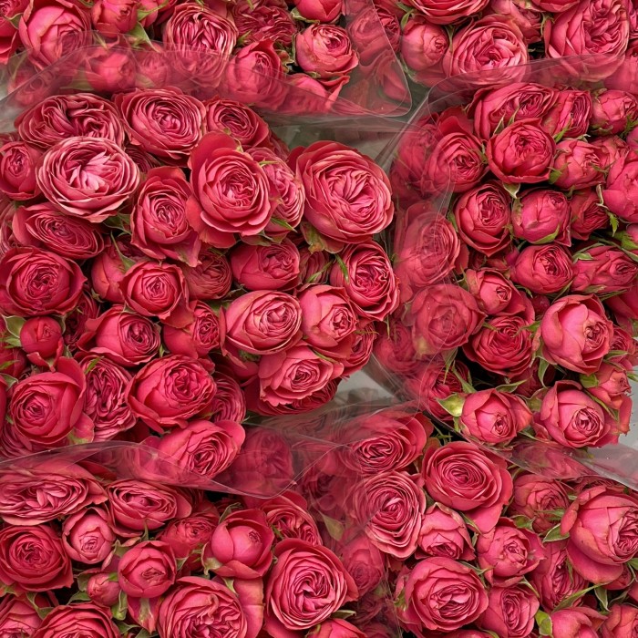 Роза 50 см кустовая пионовидная Малиновая Гранд Трендсеттер