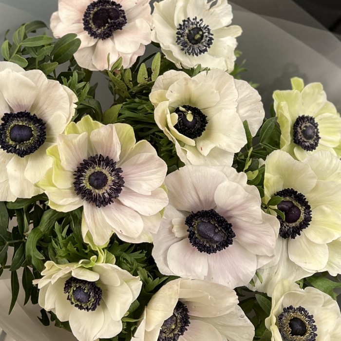 11 белых Анемонов