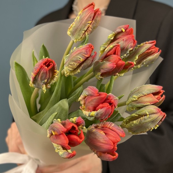 11 тюльпанов красных с желтым краем попугай Рококо