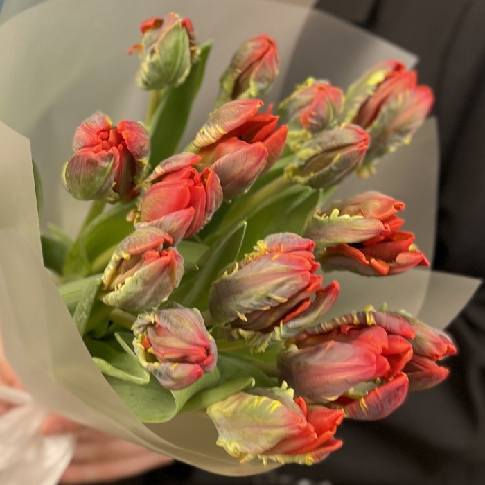 15 тюльпанов красных с желтым краем Попугай Рококо