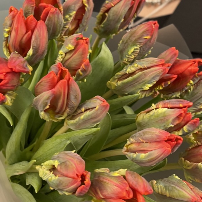 19 тюльпанов красных с желтым краем Попугай Рококо