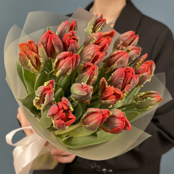 21 красный тюльпан с желтым краем попугай Рококо