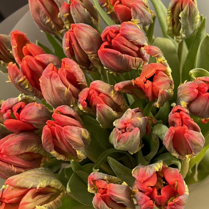 21 красный тюльпан с желтым краем попугай Рококо