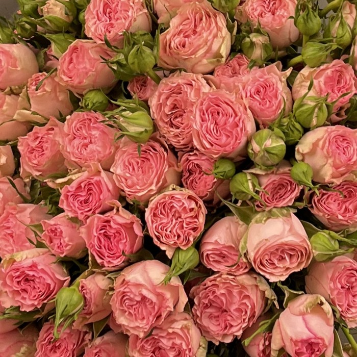 25 кустовых пионовидных роз Фенси Блоссом 50 см
