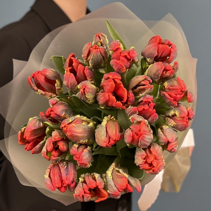 25 тюльпанов красных с желтым краем Попугай Рококо