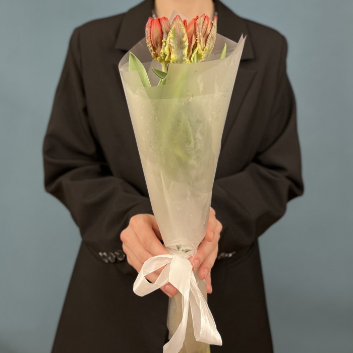 3 красных тюльпана с желтым краем Попугай Рококо