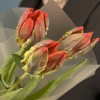 3 красных тюльпана с желтым краем Попугай Рококо