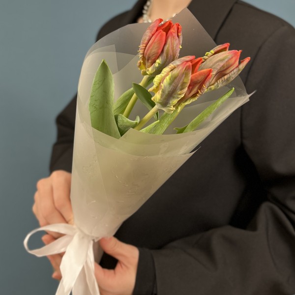 3 красных тюльпана с желтым краем Попугай Рококо