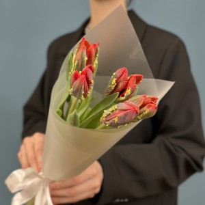 5 красных тюльпана с желтым краем Попугай Рококо