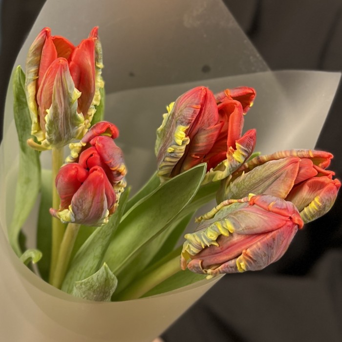 5 красных тюльпана с желтым краем Попугай Рококо