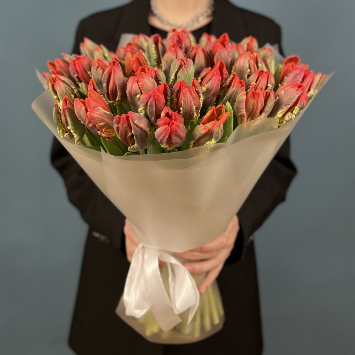 51 тюльпан красный с желтым краем попугай Рококо