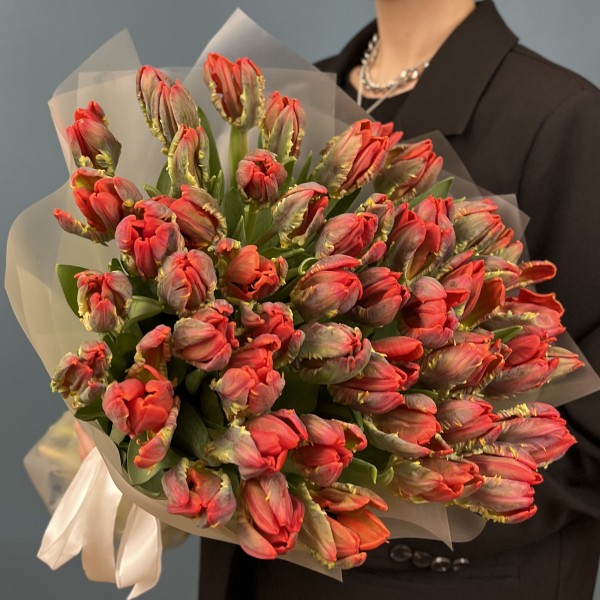 51 тюльпан красный с желтым краем попугай Рококо