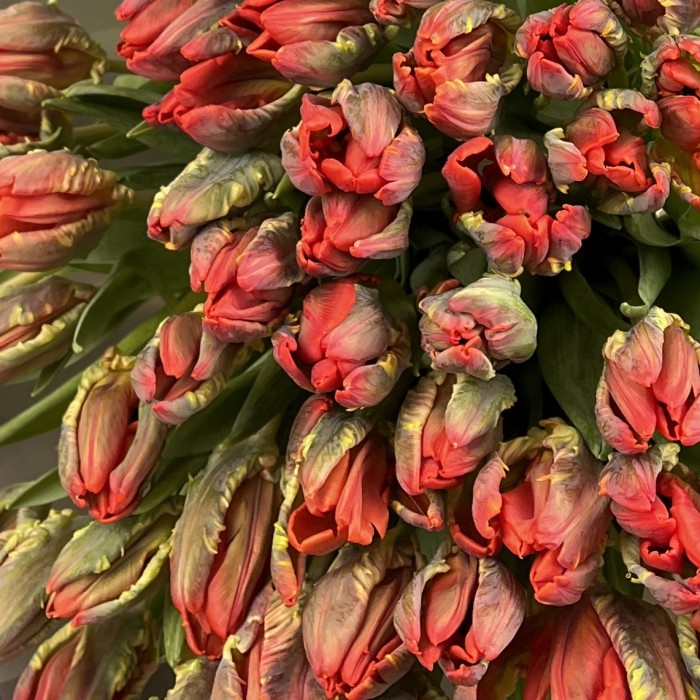 51 тюльпан красный с желтым краем попугай Рококо