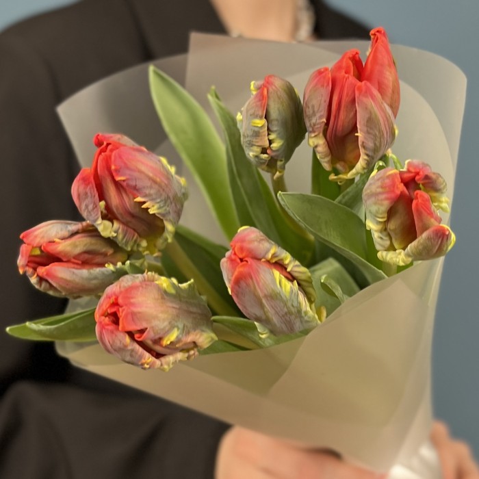 7 тюльпанов красных с желтым краем попугай Рококо