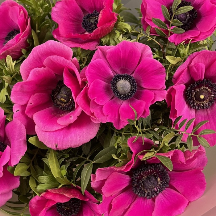 9 малиновых анемонов