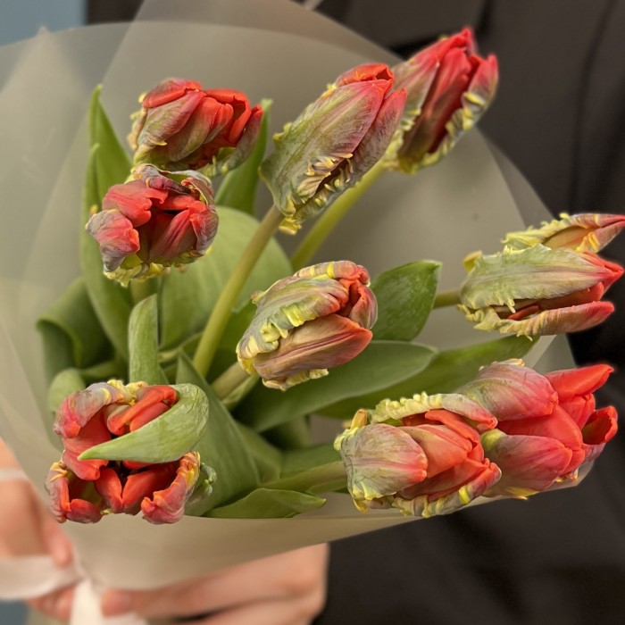 9 тюльпанов красных с желтым краем Попугай Рококо