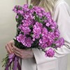 Гвоздика сиреневая с фиолетовой каймой