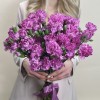 Гвоздика сиреневая с фиолетовой каймой