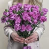 Гвоздика сиреневая с фиолетовой каймой