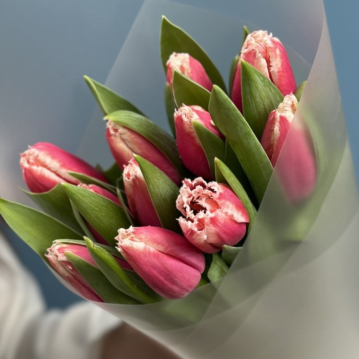 11 махровых тюльпанов Нью Санта