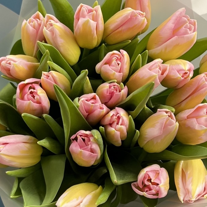 25 розовых тюльпанов Династия